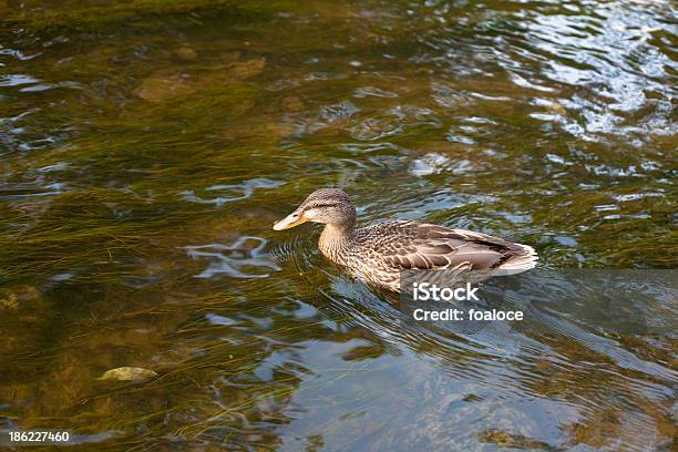 Marrone Anatra - Fotografie stock e altre immagini di Acqua - Acqua, Acqua potabile, Ambientazione esterna