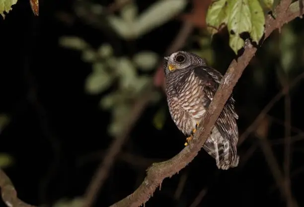 African Wood-owl (Strix woodfordii nuchalis) adult perched on branch in the night

Ankasa Conservation area, Ghana, Africa       November