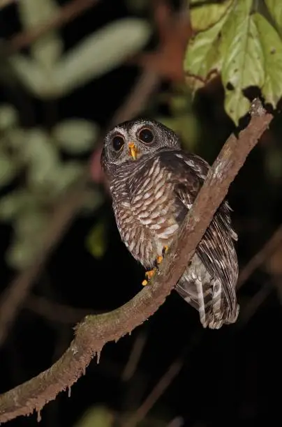 African Wood-owl (Strix woodfordii nuchalis) adult perched on branch in the night

Ankasa Conservation area, Ghana, Africa       November