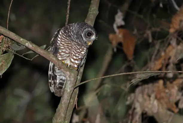 African Wood-owl (Strix woodfordii nuchalis) adult perched on branch in the night looking down

Ankasa Conservation area, Ghana, Africa       November