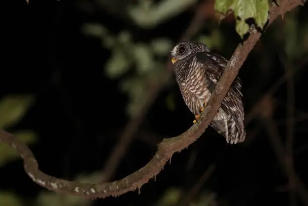 African Wood-owl (Strix woodfordii nuchalis) adult perched on branch in the night

Ankasa Conservation area, Ghana, Africa       November