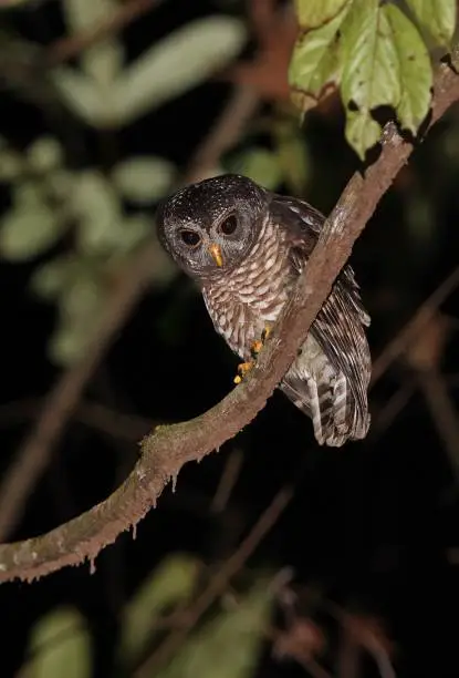 African Wood-owl (Strix woodfordii nuchalis) adult perched on branch in the night looking down

Ankasa Conservation area, Ghana, Africa       November