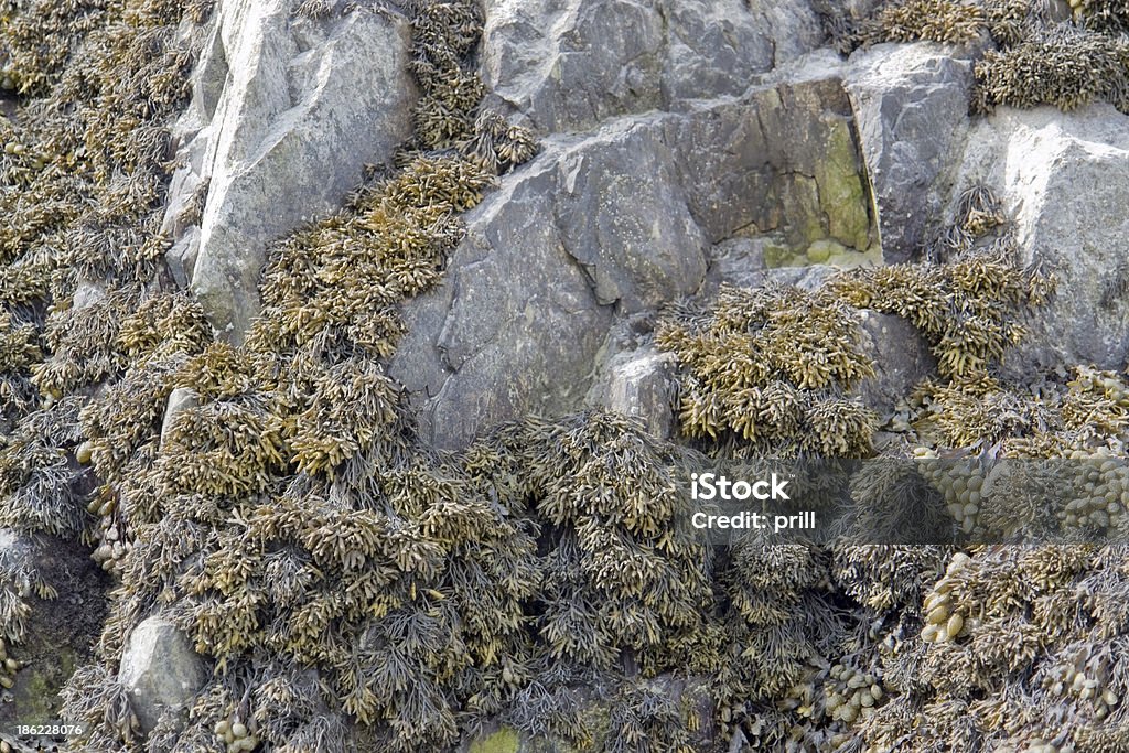 Algen und Felsformation - Lizenzfrei Alge Stock-Foto