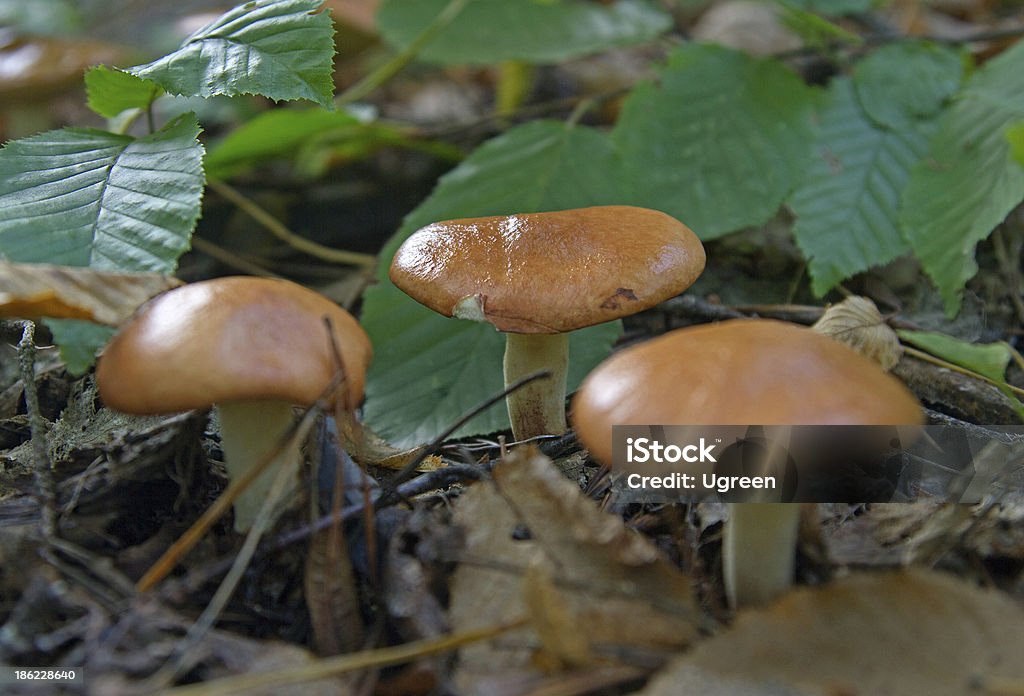 Hongos comestible - Foto de stock de Agricultura libre de derechos