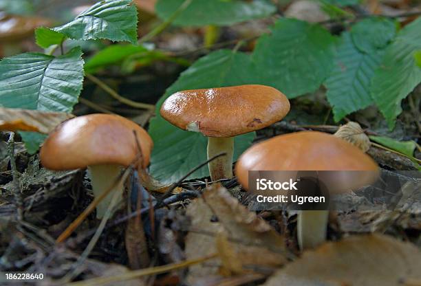 Hongos Comestible Foto de stock y más banco de imágenes de Agricultura - Agricultura, Aguja - Parte de planta, Alimento