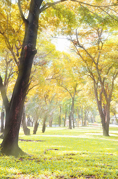istock Park in autumn colorful 186228674