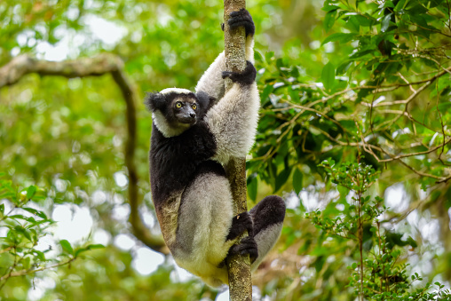 Adacibe National Park , Madagascar