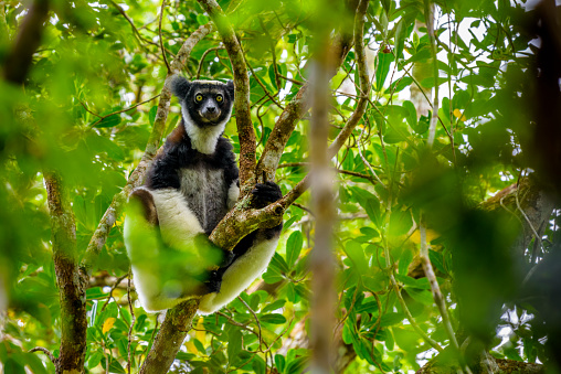 A Black and White Ruffed Lemur (Varecia variegata) looks down from a tree in the Andasibe-Mantadia National Park in Madagascar.