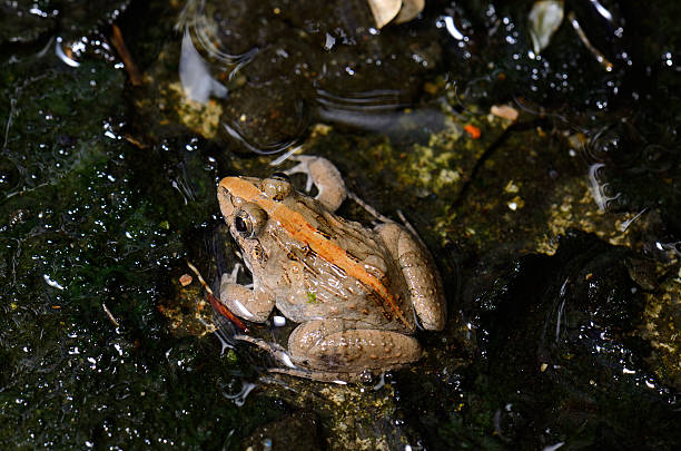 istock male Rice Field Frog (Fejervarya limnocharis) 186228789