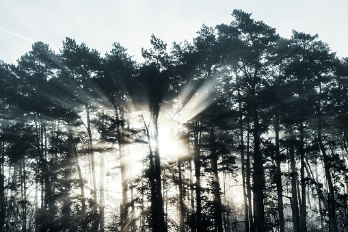 Rayons de soleil sur une forêt dans le brouillard.