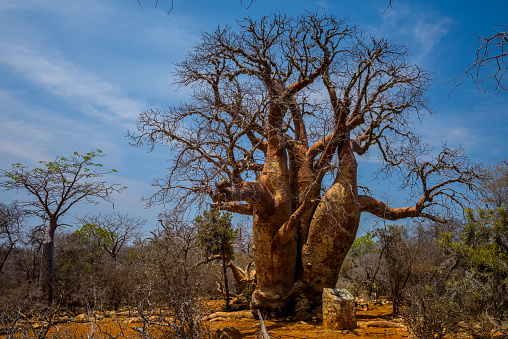 Baobab tree, Tsimanampetsotsa National Park, Madagascar