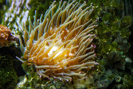 Horse anemone (Actinia equina) on a sea reef