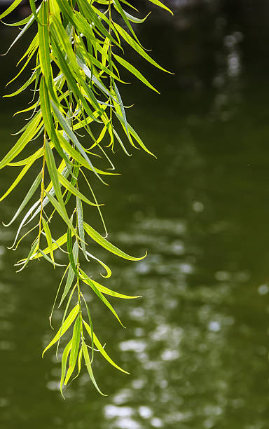 istock Green Branches of Willow over Water, Nature Shoot 186231592
