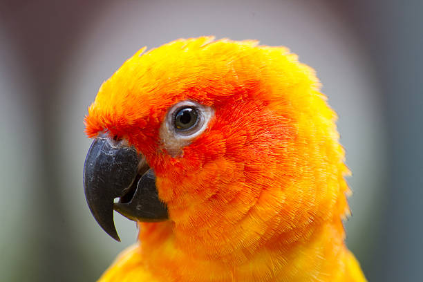 istock color of Sun Conure bird 186231602