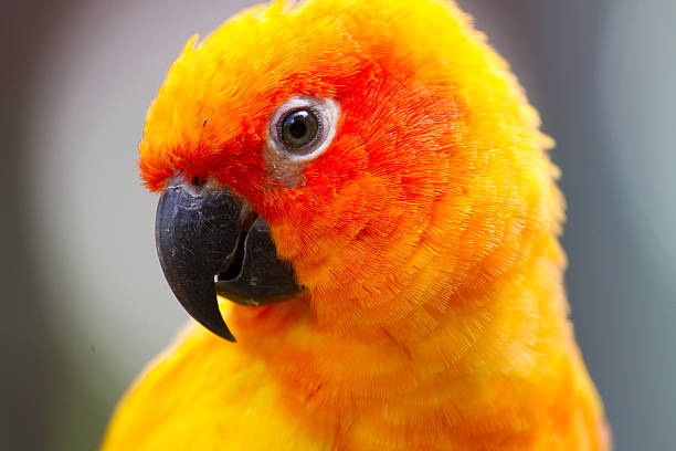 istock color of Sun Conure parrot bird 186231692