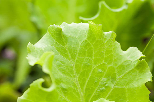 istock fresh lettuce in the garden 186232106