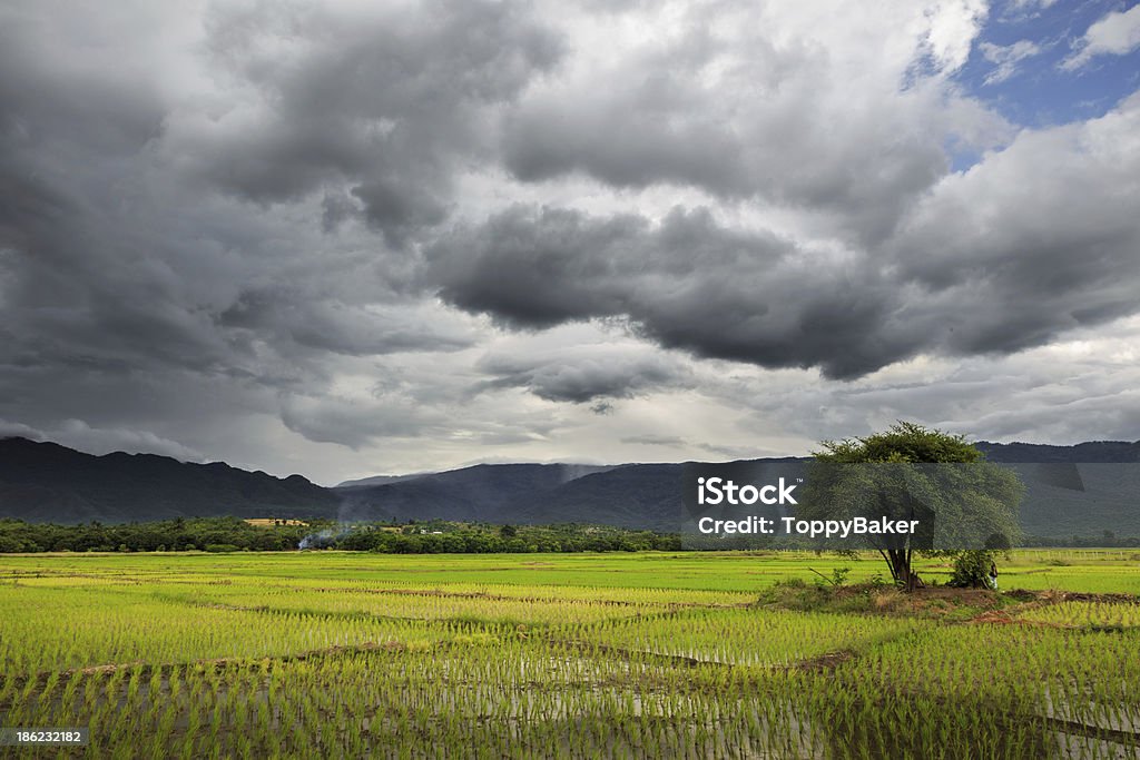 Champ de riz - Photo de Agriculture libre de droits