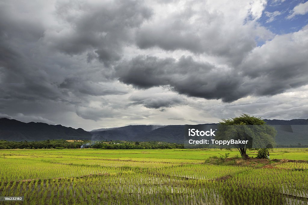 Campo di riso - Foto stock royalty-free di Agricoltura