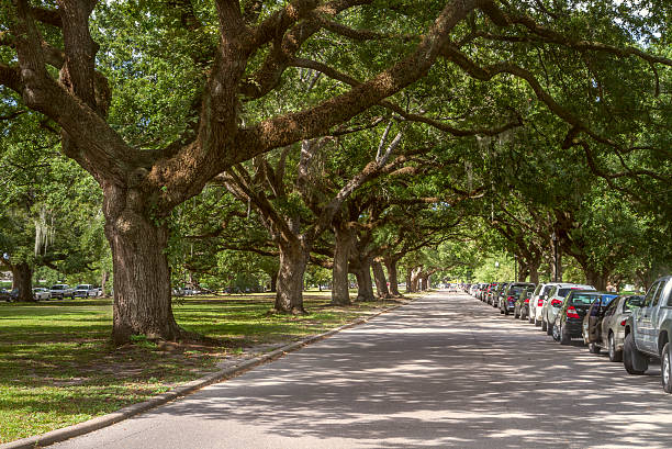 istock Oak in city park, New Orleans 186232469