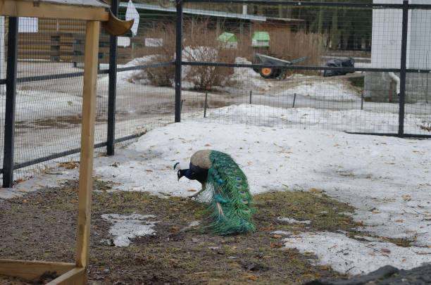 istock The peacock  in the fresh air 1862326481