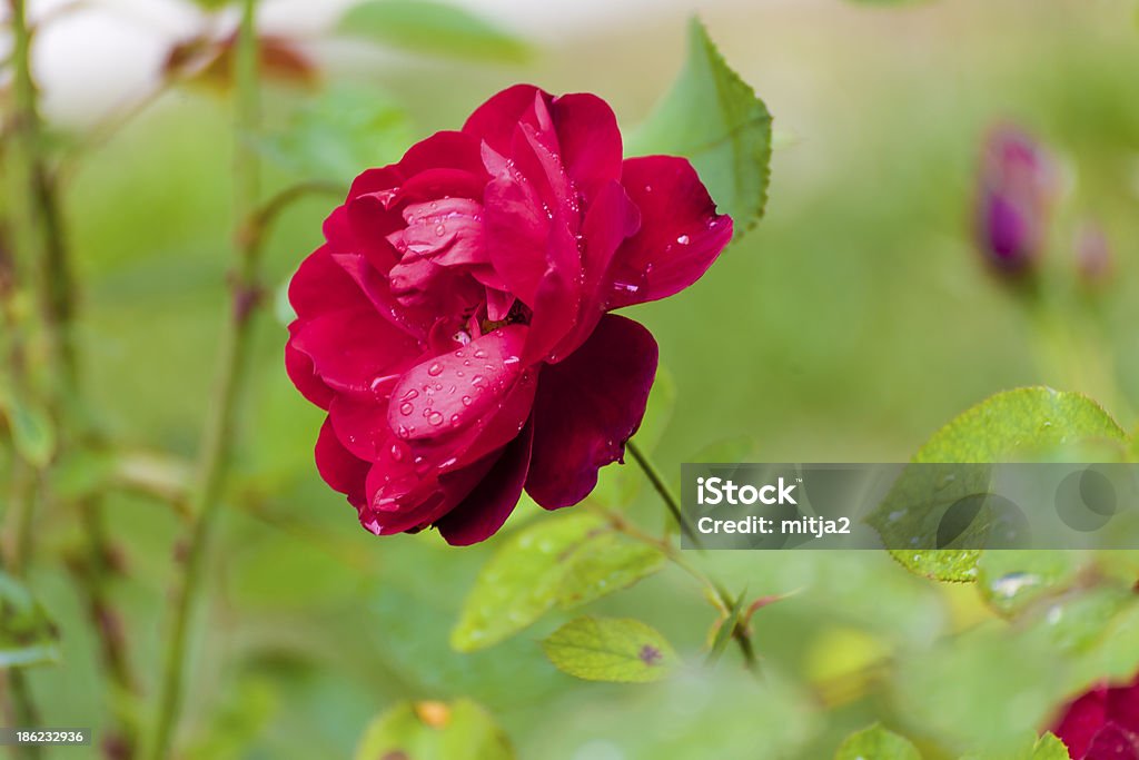 Rosa rossa - Foto stock royalty-free di Aiuola