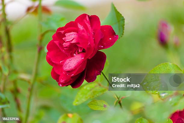 Rosa Rossa - Fotografie stock e altre immagini di Aiuola - Aiuola, Ambientazione esterna, Amore
