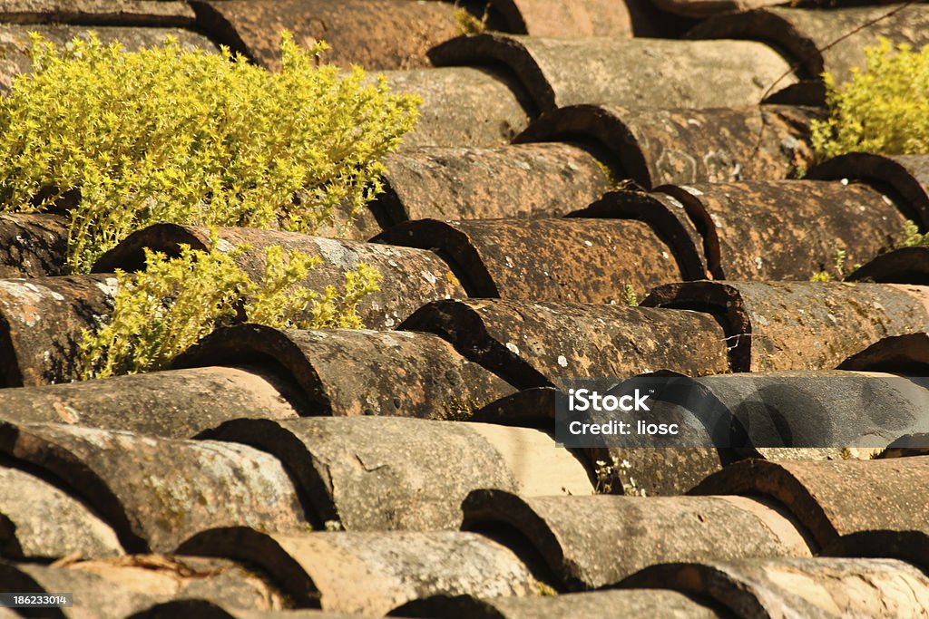 Techo de tejas con pequeñas plantas crecimiento - Foto de stock de Arcilla libre de derechos