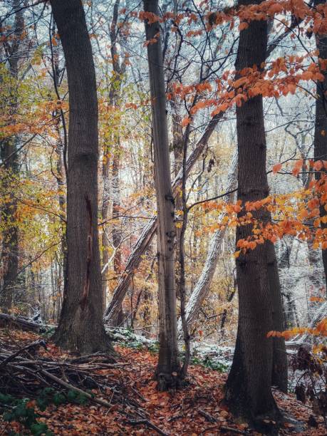 istock Autumn and winter 1862333226