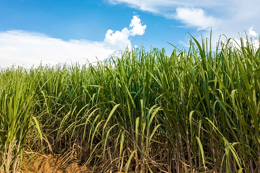 Photo taken at a sugarcane plantation. Agriculture.