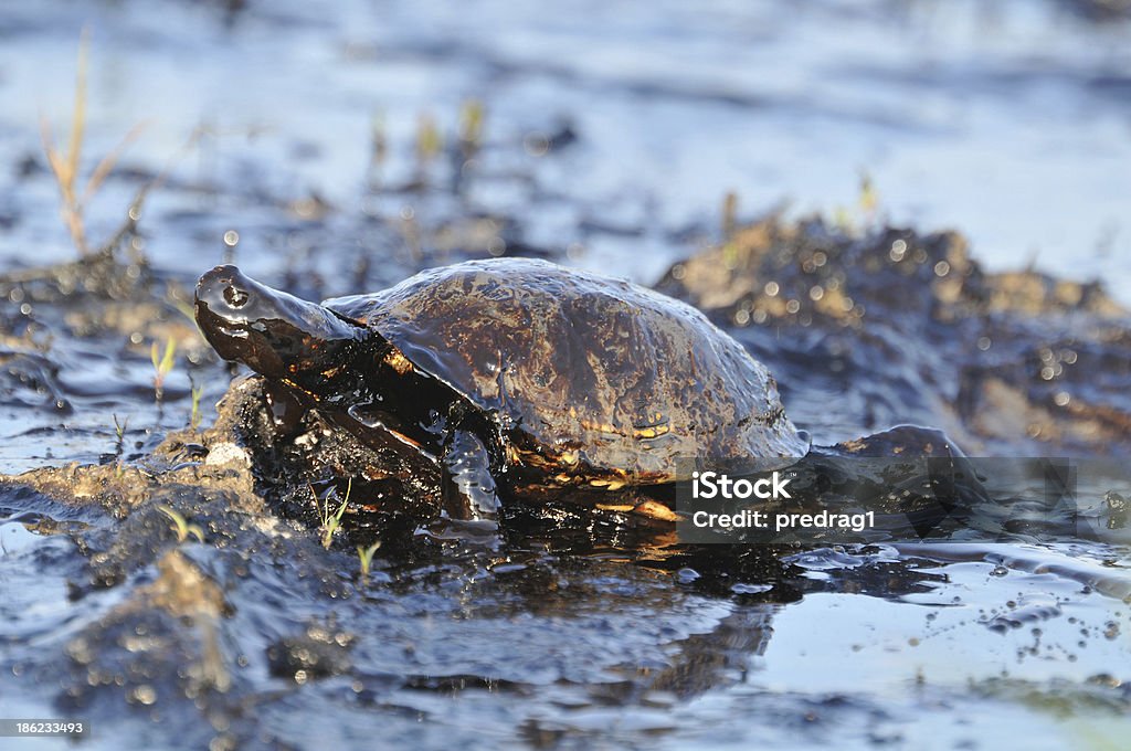 Tartaruga com Petróleo - Royalty-free Derrame de Petróleo Foto de stock