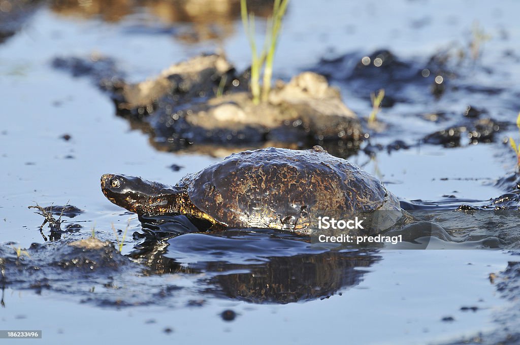 Tortuga con petróleo - Foto de stock de Aire libre libre de derechos