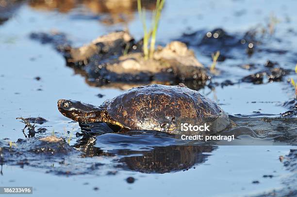 Tortuga Con Petróleo Foto de stock y más banco de imágenes de Aire libre - Aire libre, Amoco Cádiz, Animal