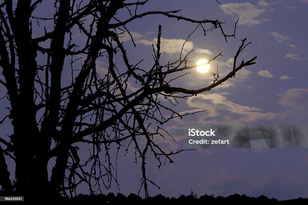 Dramática moon luz brillante Silueta de ramas de árbol - Foto de stock de Arriba de libre de derechos