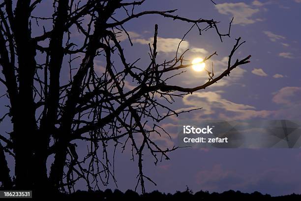 Dramática Moon Luz Brillante Silueta De Ramas De Árbol Foto de stock y más banco de imágenes de Arriba de