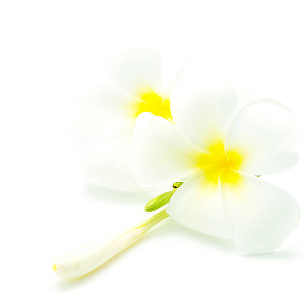 istock white and yellow Plumeria 186234395