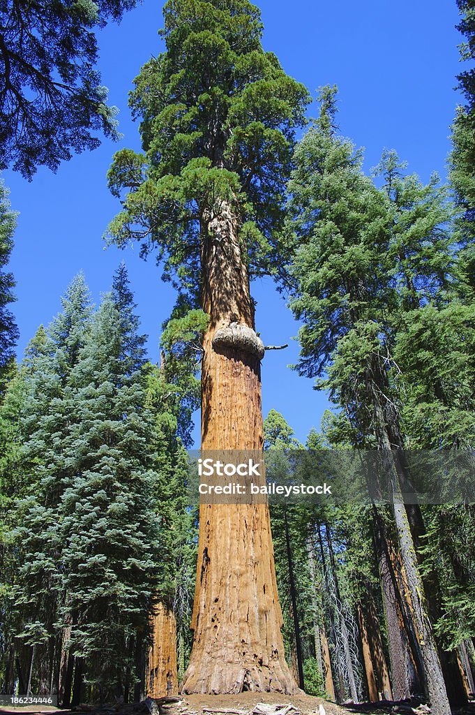 Präsident McKinley Giant Sequoia - Lizenzfrei Baum Stock-Foto