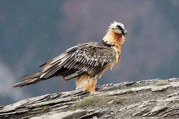 Lammergeier or lammergeyer or bearded vulture,  Gypaetus barbatus, at feeding station, Spain, winter