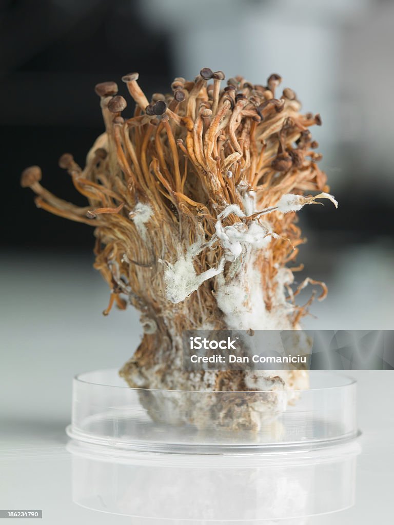 Congelado enoki cogumelos sheaf em Disco de petri - Royalty-free Crescimento Foto de stock