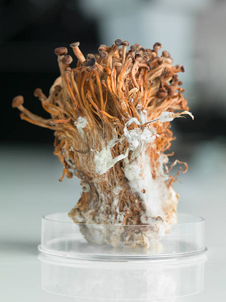 congelado enoki cogumelos sheaf em disco de petri - edible mushroom mushroom fungus colony imagens e fotografias de stock