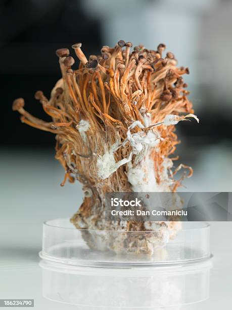 Congelado Enoki Cogumelos Sheaf Em Disco De Petri - Fotografias de stock e mais imagens de Crescimento - Crescimento, Laboratório, Agricultura