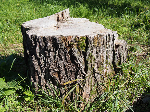 istock Freshly sawed big fir tree stump in spring forest 186234934