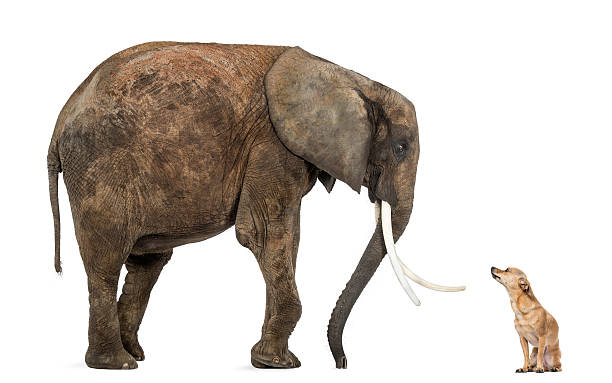 istock African elephant and Chihuahua looking at each other 186235013