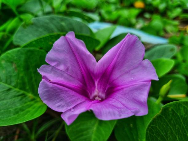 istock katang-katang flowers that have bloomed 1862354487