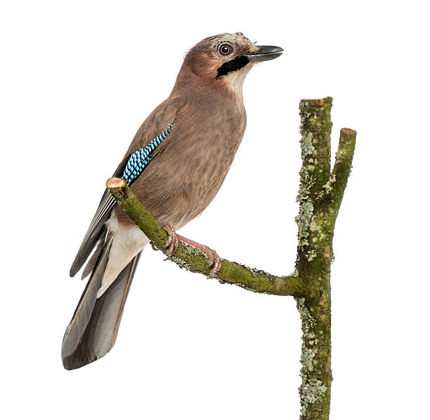 istock Eurasian Jay perching on a branch, Garrulus glandarius, isolated 186235490