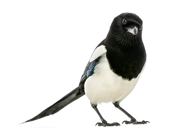 istock Common Magpie looking at the camera, isolated on white 186235598