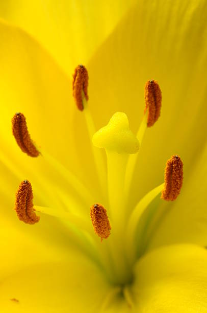 istock Macro of yellow lily 186235696