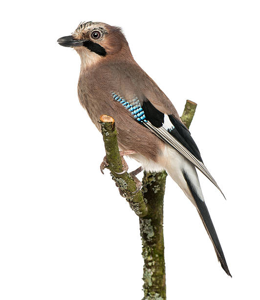 istock Eurasian Jay perching on a branch, Garrulus glandarius 186235782