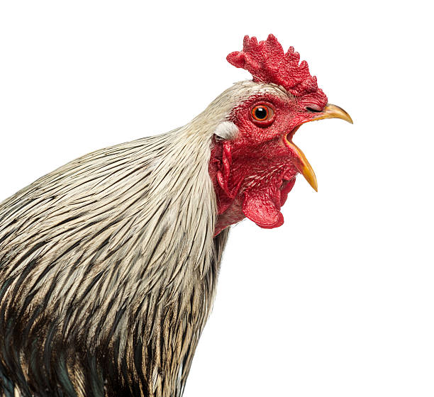 Close-up photograph of an open mouthed rooster Close up of a Brahma rooster crowing, isolated on white cockerel photos stock pictures, royalty-free photos & images