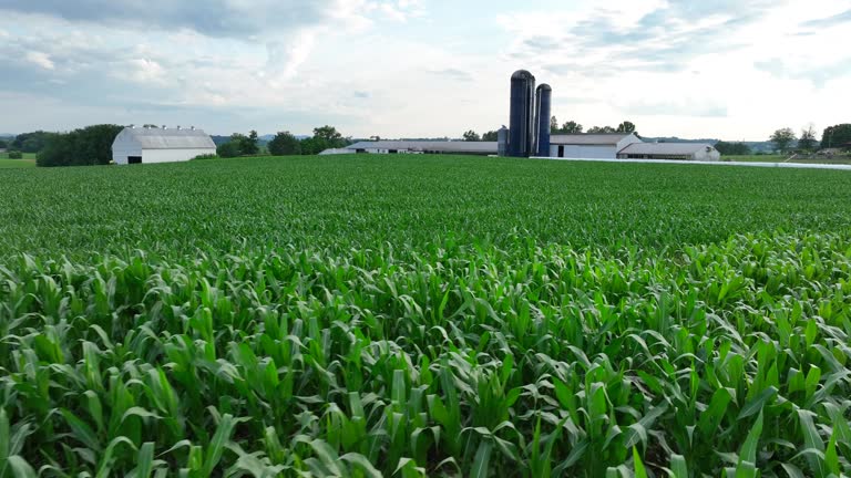 Green cornfield in rural USA during summer. Aerial glide above crops at American farm with barns and silos.