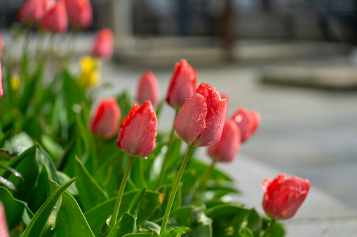 Red, still closed tulips in a flower bed in a European city